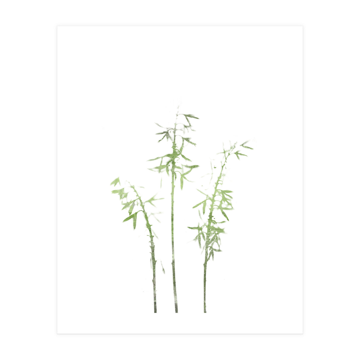 Olive Green Hosta (Print Only)