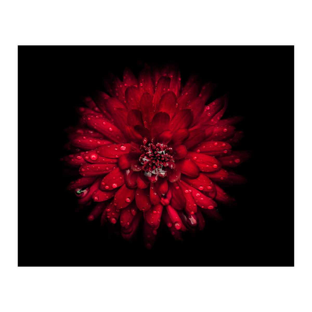 Backyard Flowers 45 Color Version (Print Only)