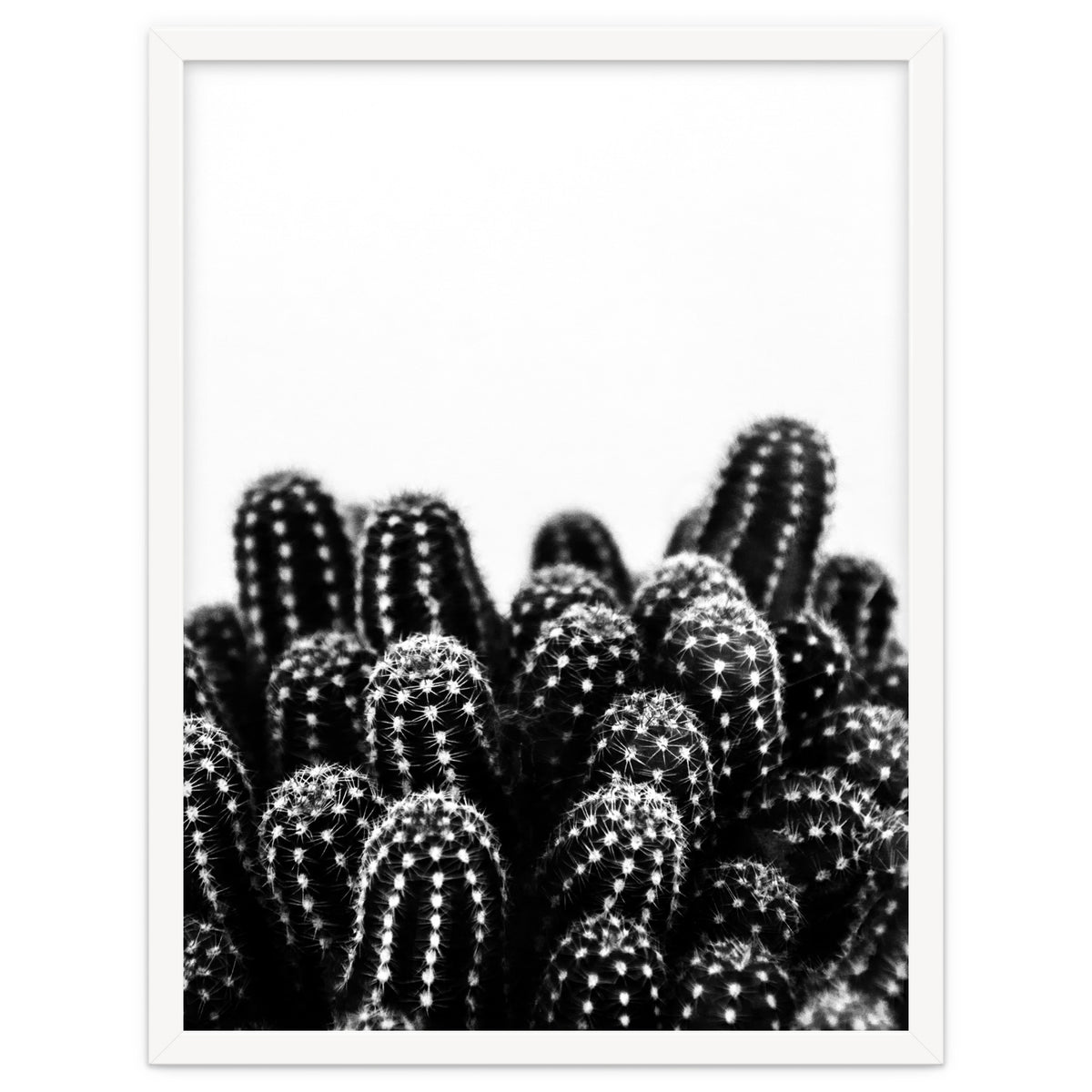 cactus nature X