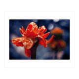 Red Flower (Print Only) thumbnail