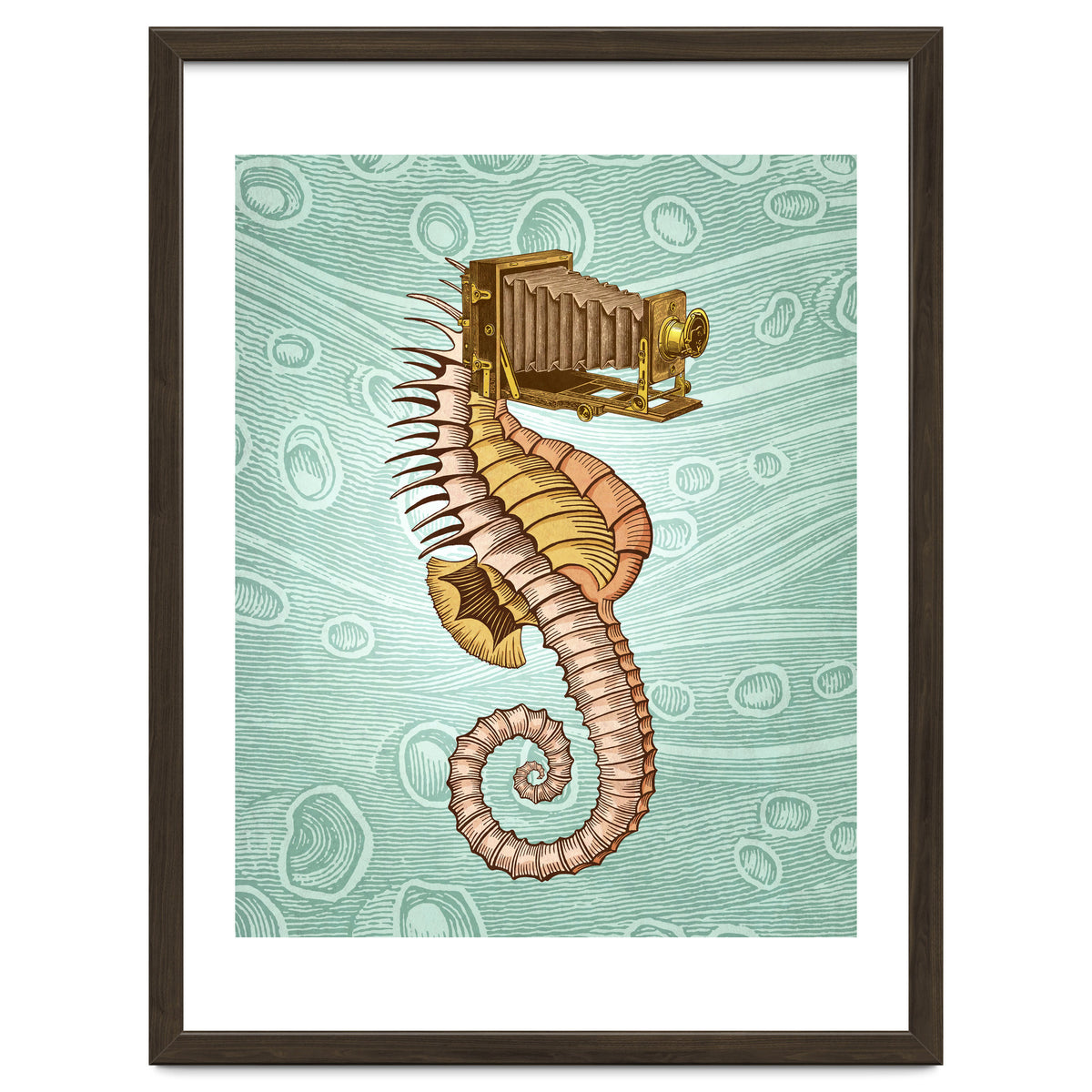 Hippocampus Camerarum