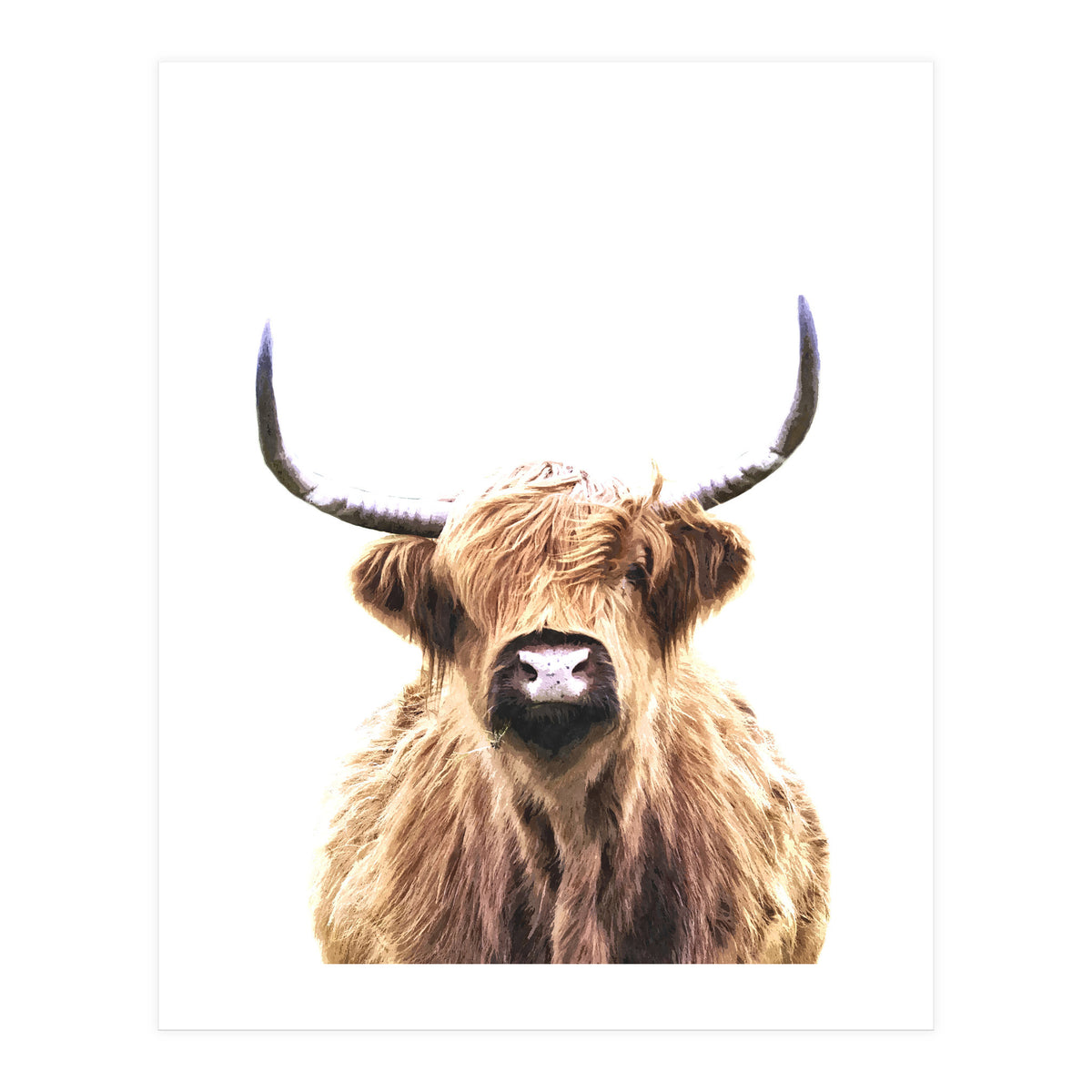 Highland Cow Portrait (Print Only)