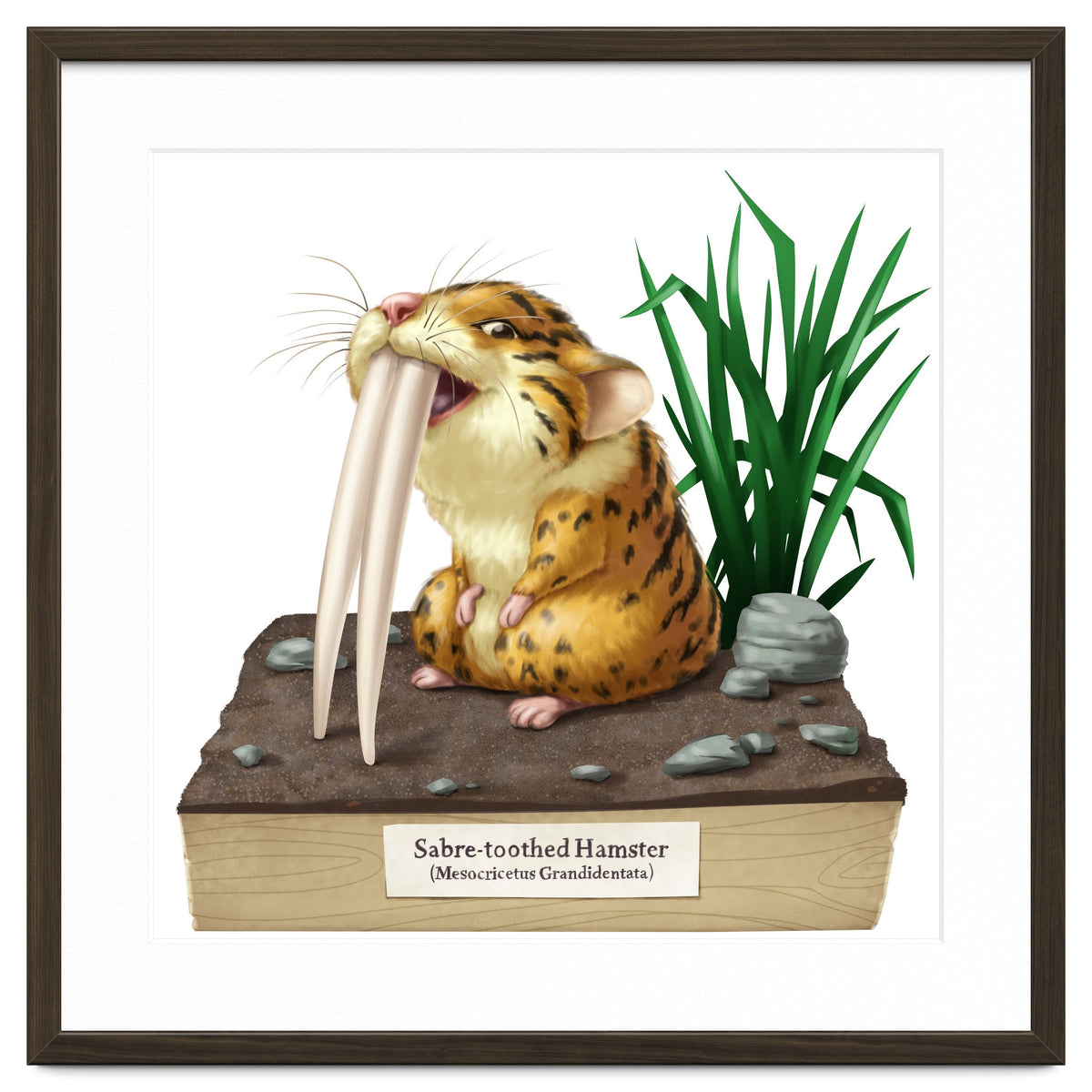 Saber-toothed Hamster