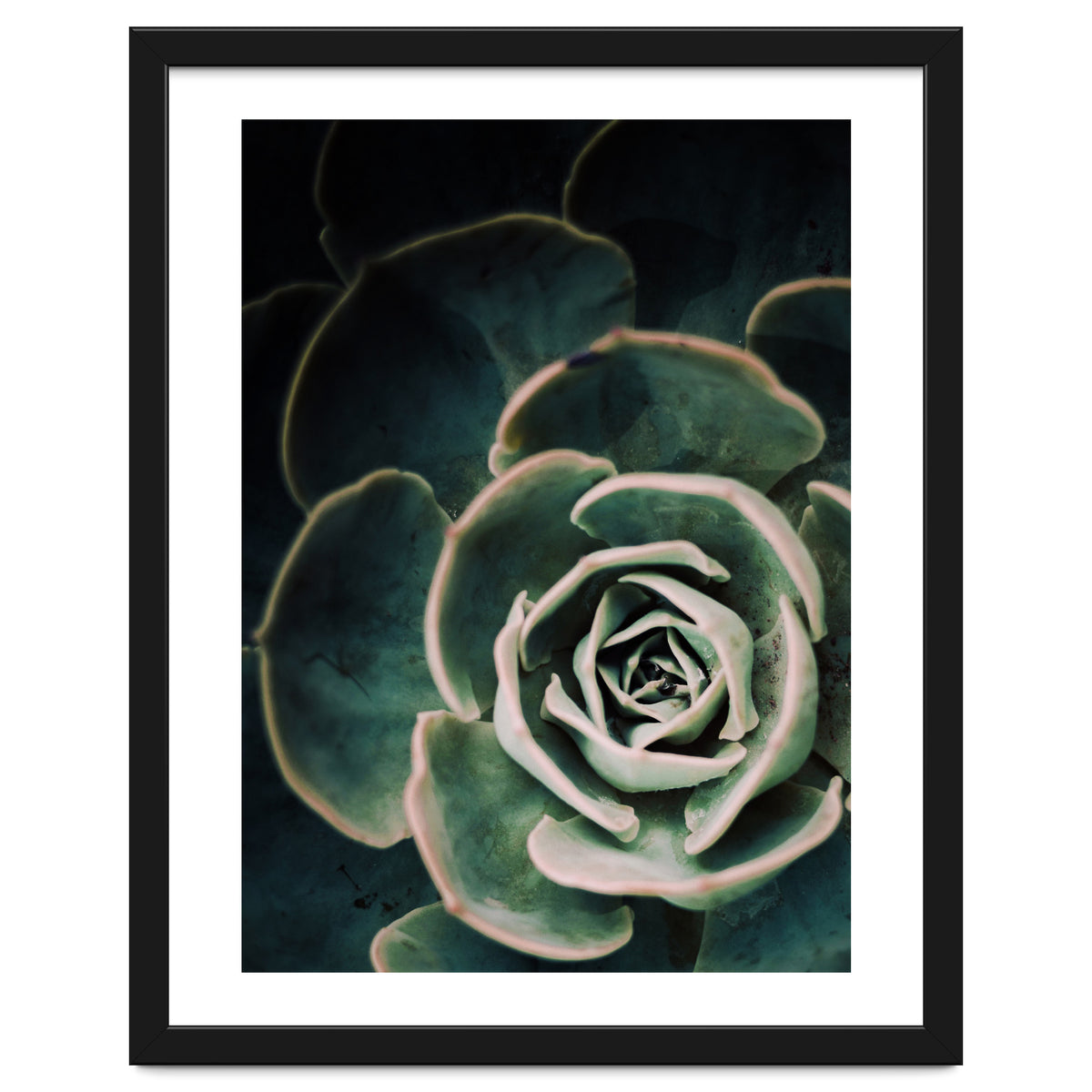 Darkside Of Succulents 4-D