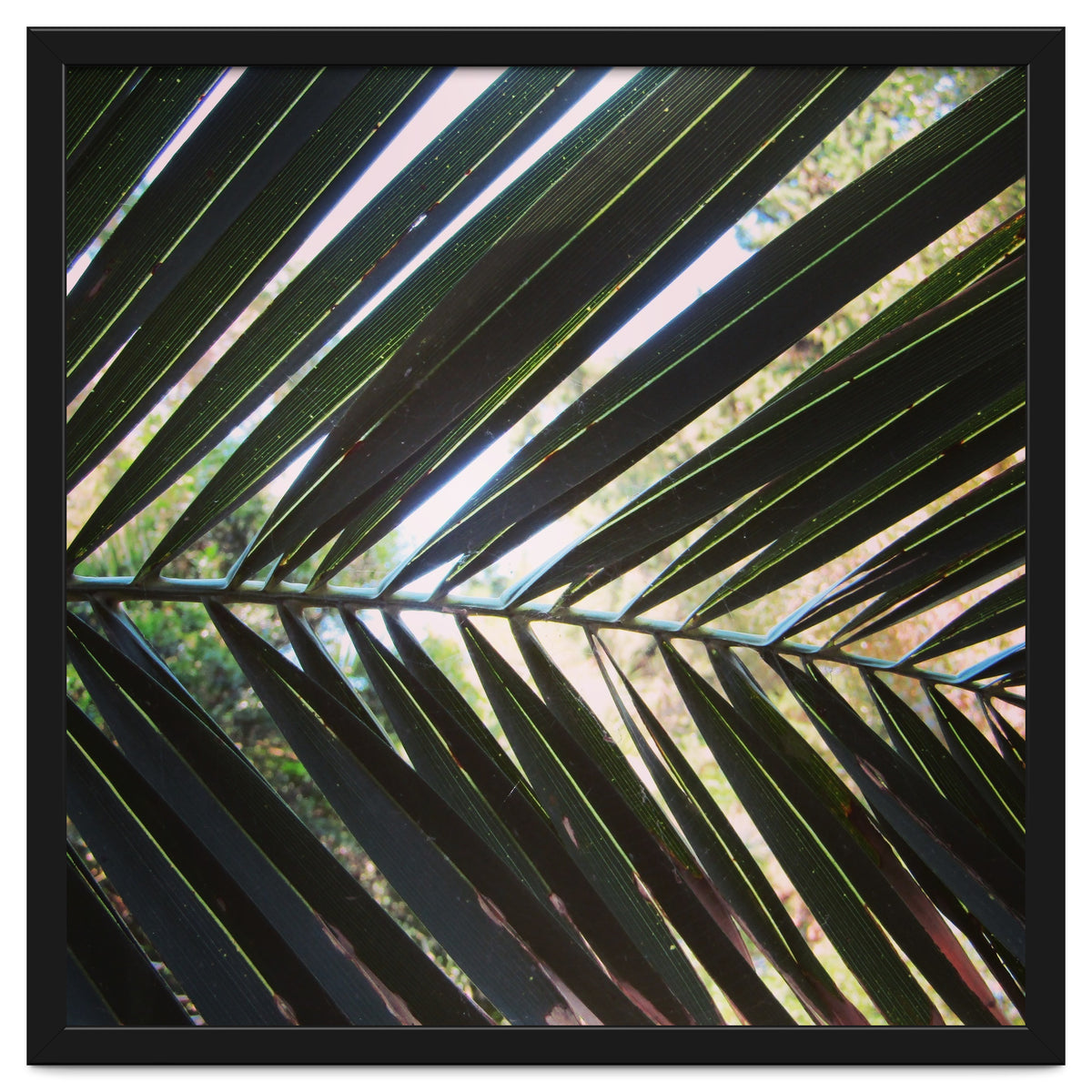Palm leaf