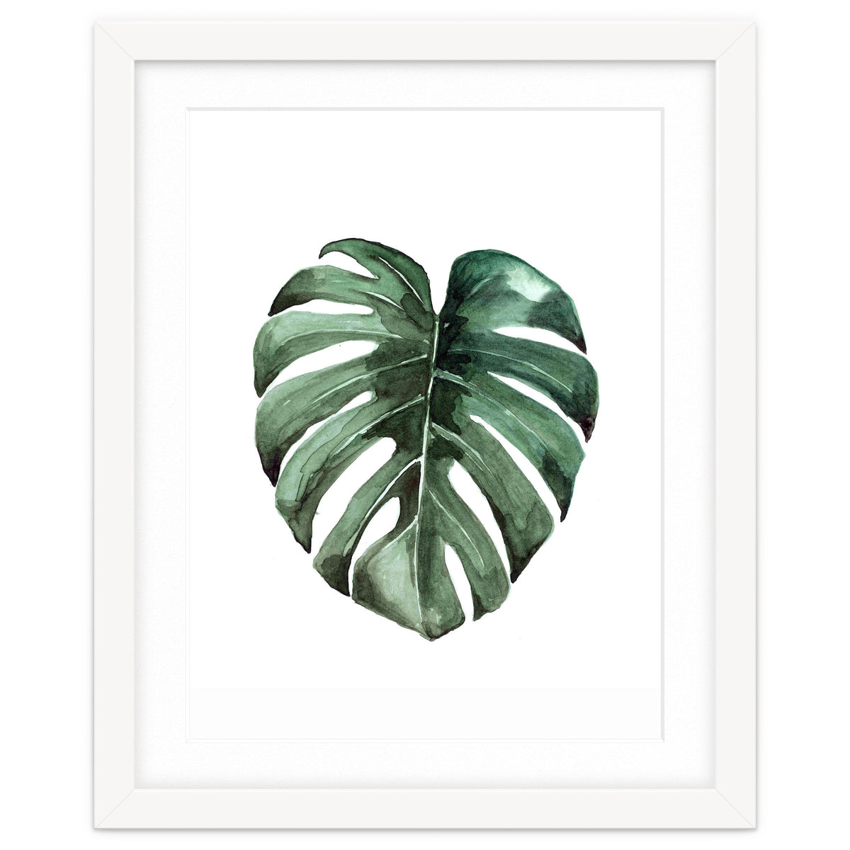 Botanical Illustration Monstera Deliciosa