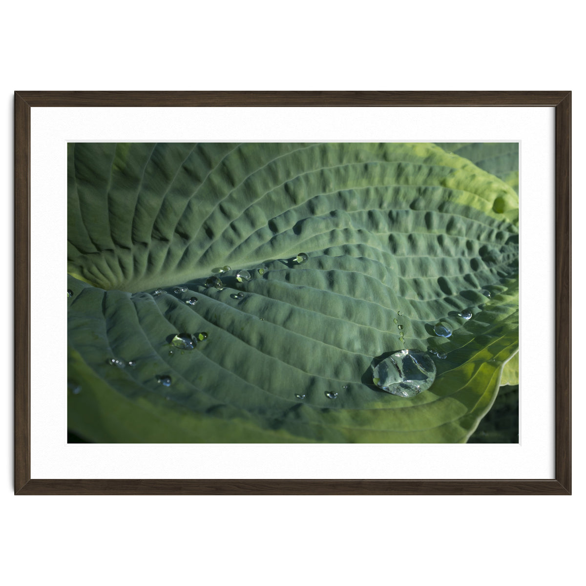 Hosta With Raindrops