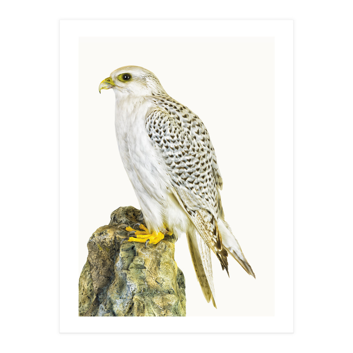 Cc Bird 03 (Print Only)