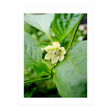 Blossom (Print Only) thumbnail