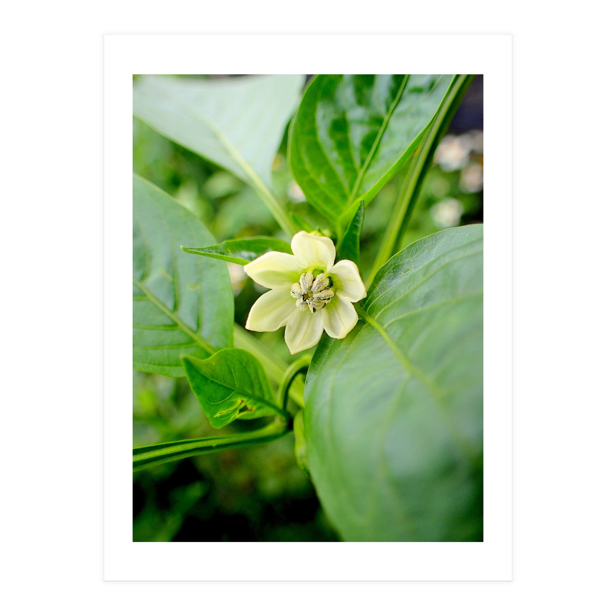 Blossom (Print Only)