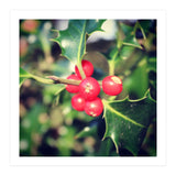 Holly berries  (Print Only) thumbnail