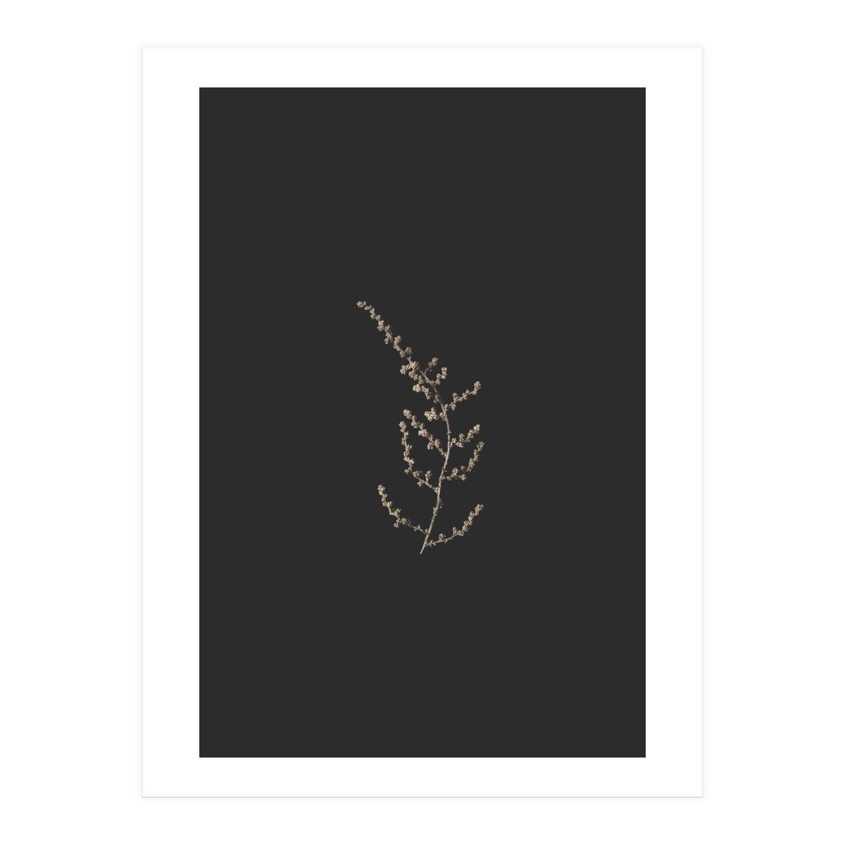 Delicate Golden Fynbos Botanicals on Black (Print Only)