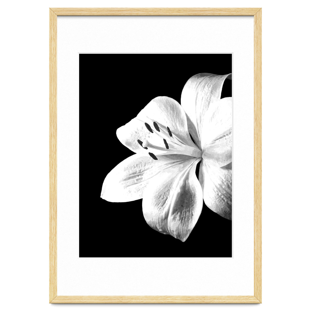 White Lily Black Background