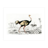 Struthio illustrated (Print Only) thumbnail