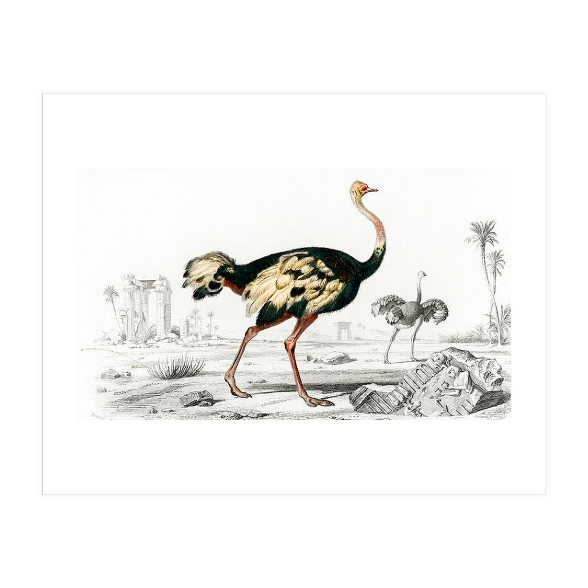 Struthio illustrated (Print Only)