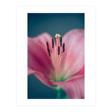 Allure (Print Only) thumbnail