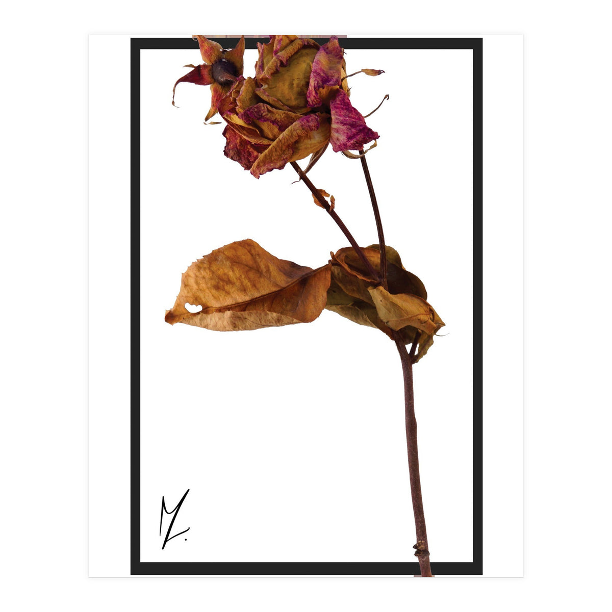 Flower 1 (Print Only)