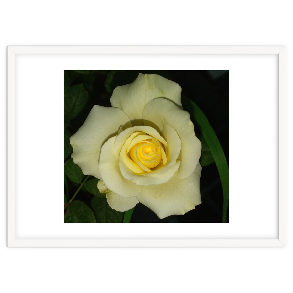 Blooming White Rose