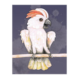 Salmon-crested cockatoo (Print Only) thumbnail