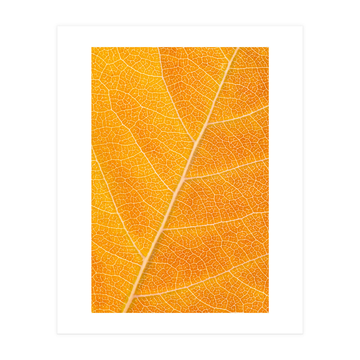 Autumn Leaf (Print Only)