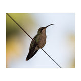 Colibri from Haïti (Print Only) thumbnail