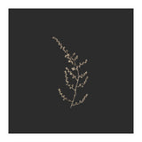 Delicate Golden Fynbos Botanicals on Black - Square (Print Only) thumbnail