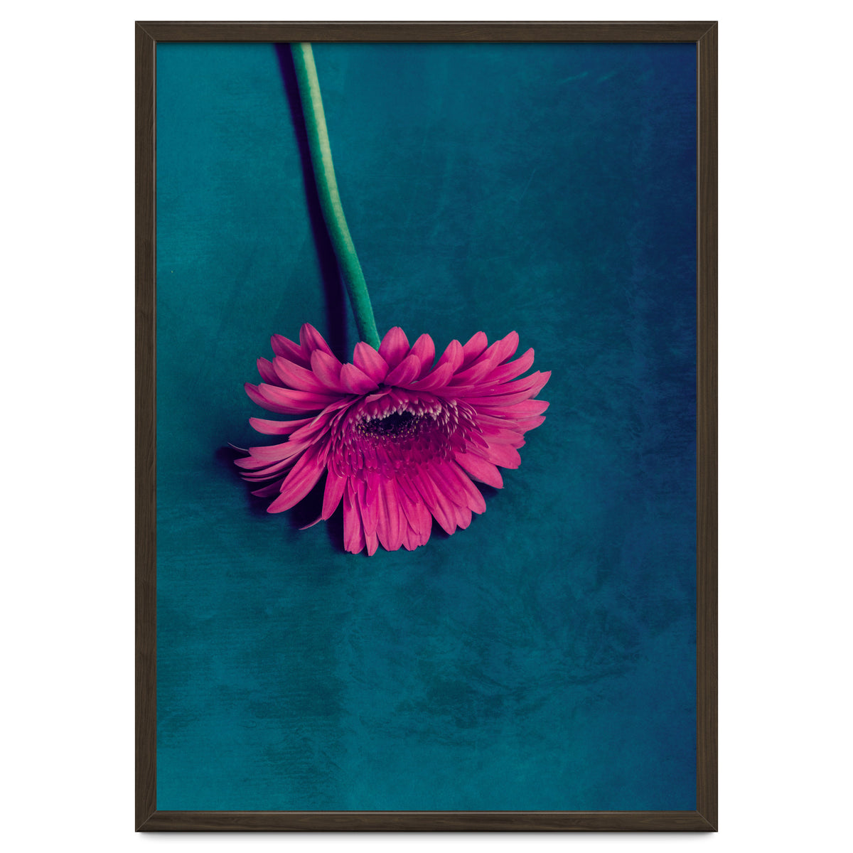 Gerbera for love