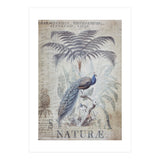 Peacock Jungle (Print Only) thumbnail