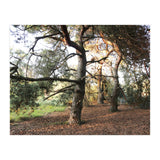 Pine Trees (Print Only) thumbnail