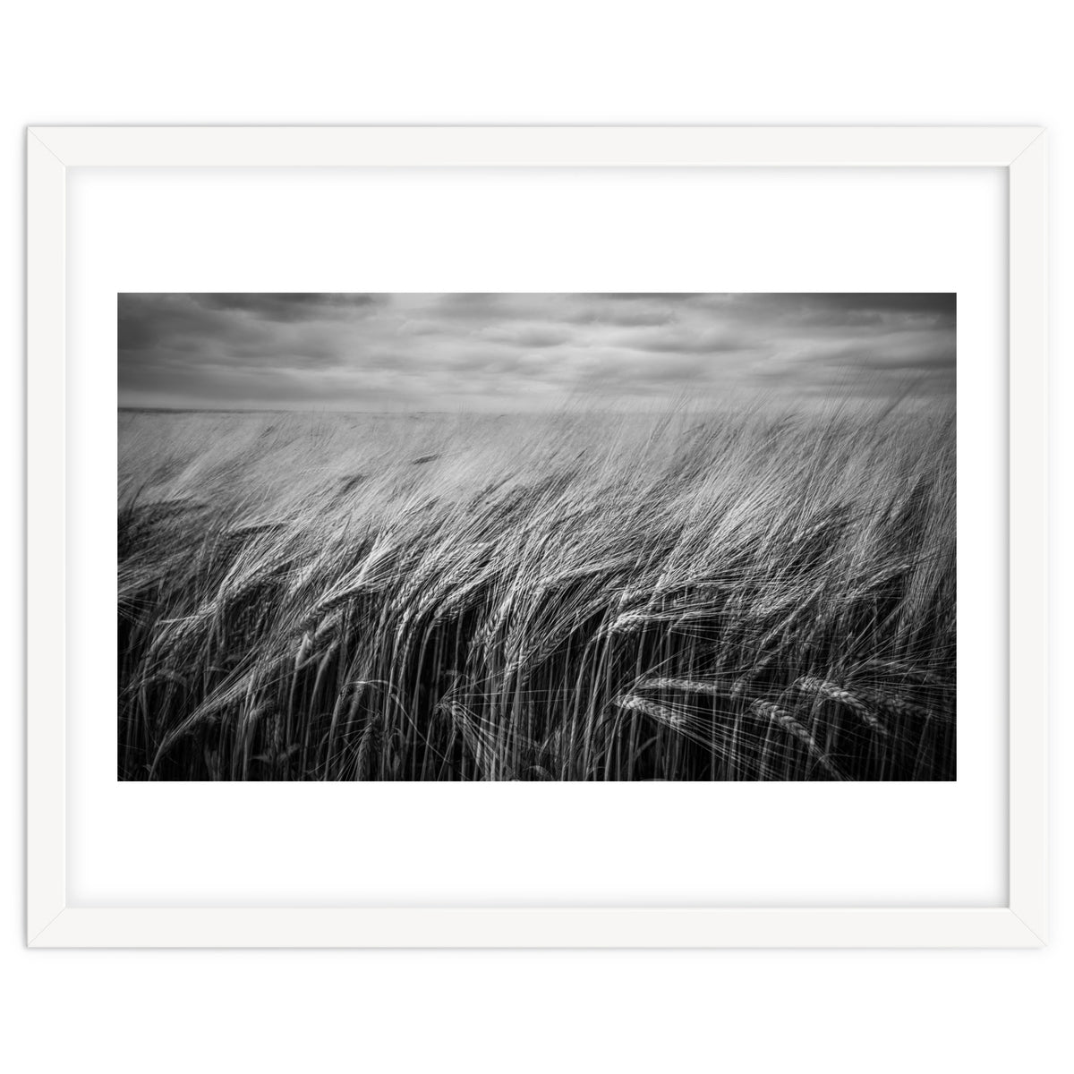 Moody Barley Field