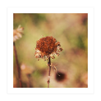 dried daisy (Print Only)