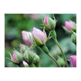 Roses  (Print Only) thumbnail