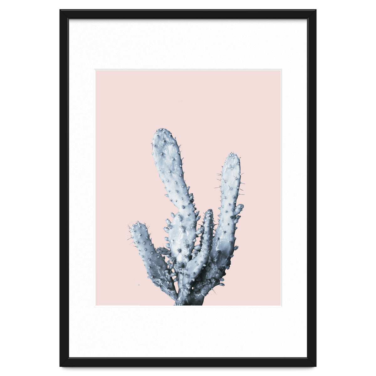 Cactus collection BL-I