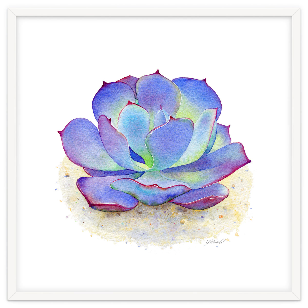 Blue Echeveria Succulent