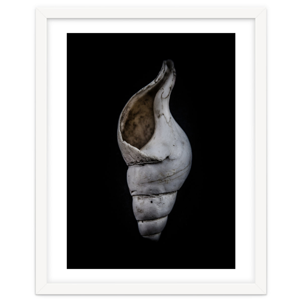 Shells No 12 Color Version