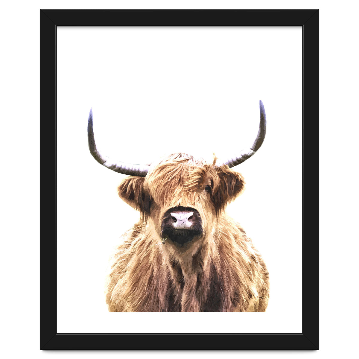 Highland Cow Portrait