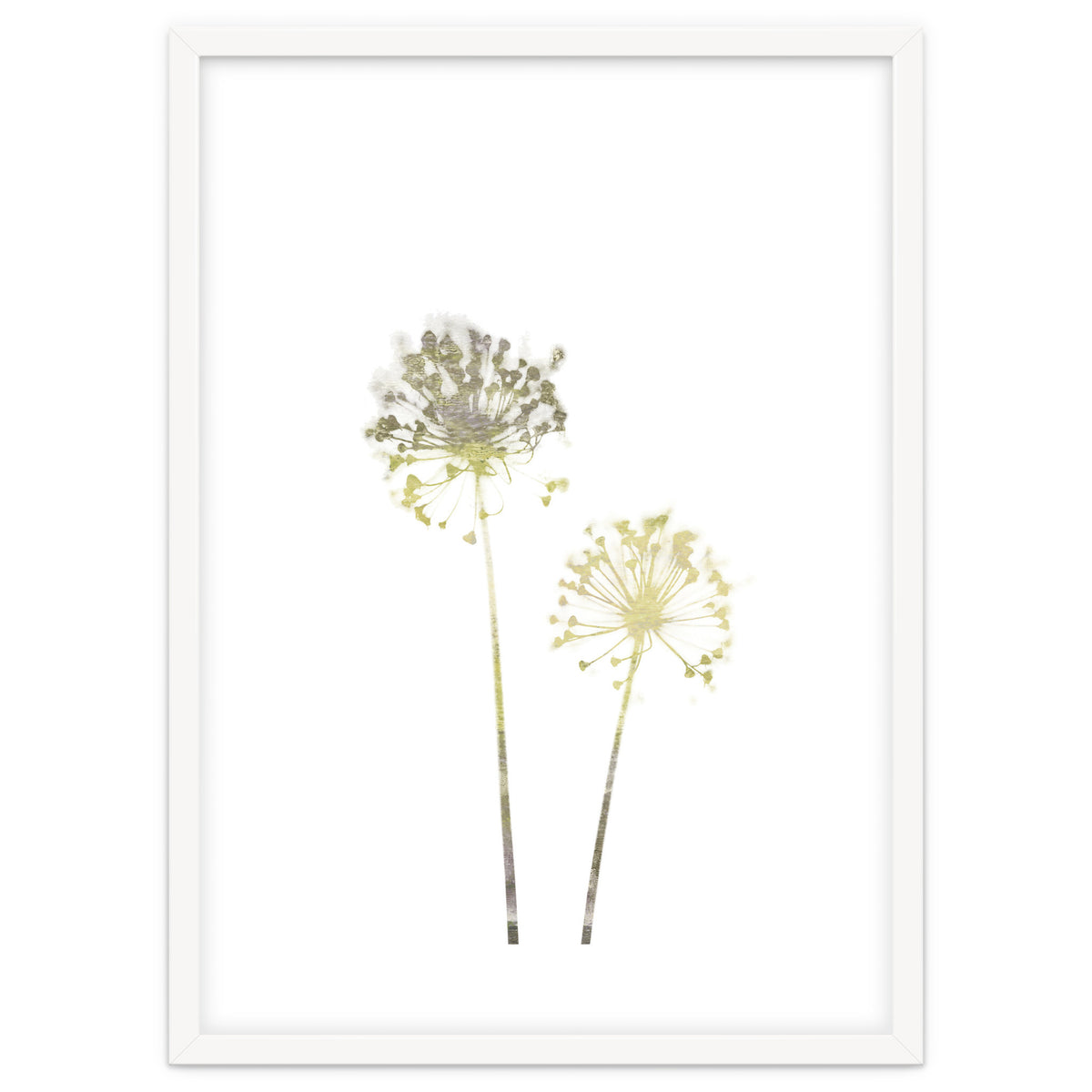 Neutral Dandelions