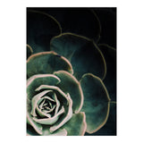 Darkside Of Succulents 4-C (Print Only) thumbnail