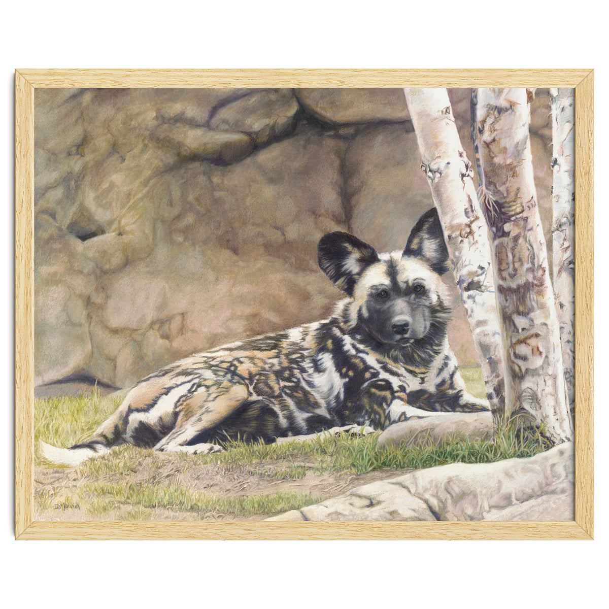 Afican Painted Dog IV - Imara