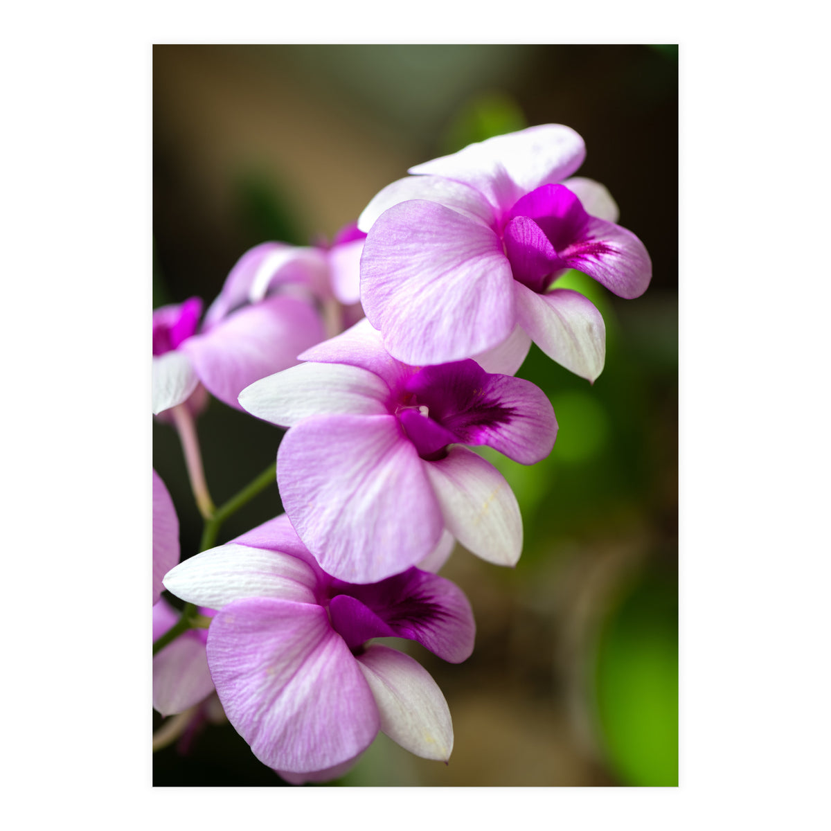 Orchidee (Print Only)