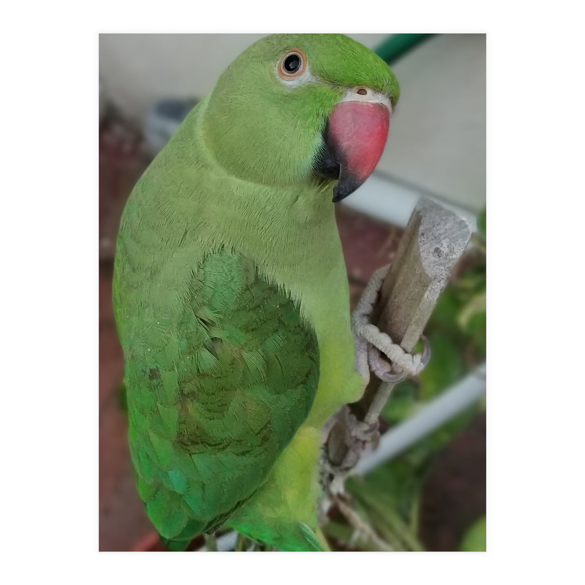 Lucky Indian Parakeet (Print Only)