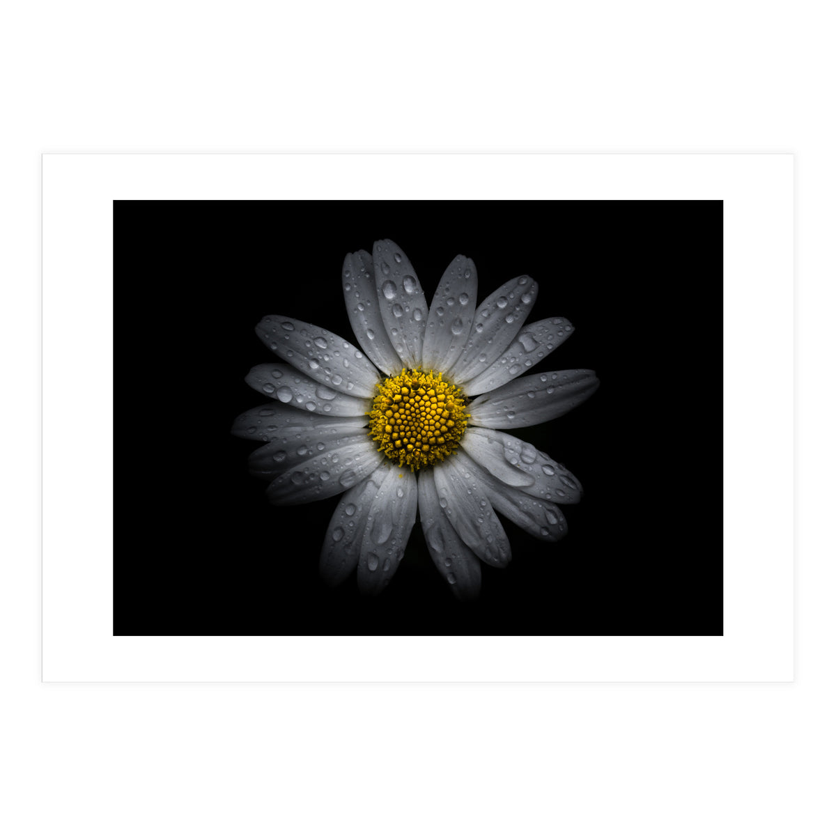 Backyard Flowers No 16 Color Version (Print Only)