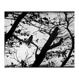Black raven (Print Only) thumbnail
