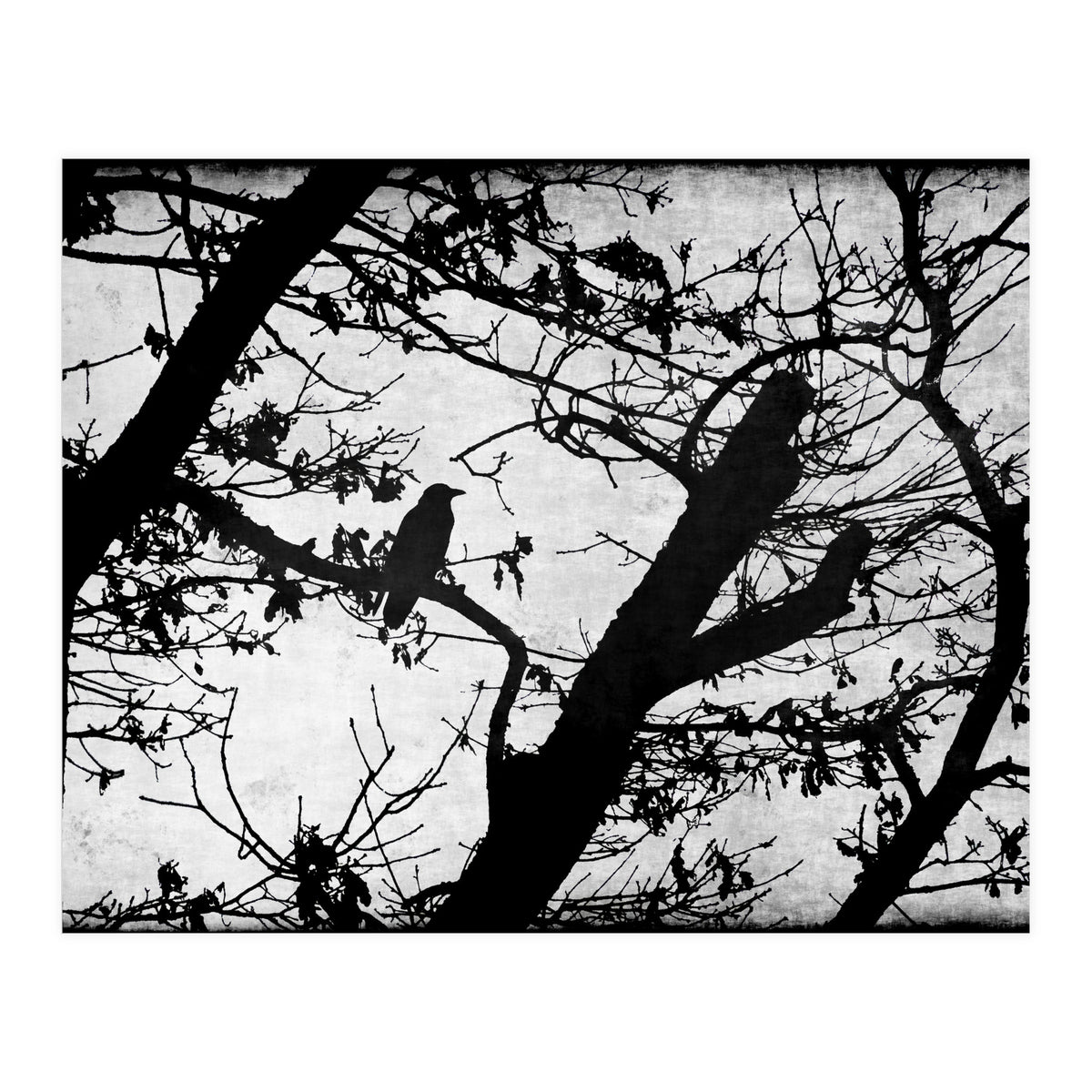 Black raven (Print Only)