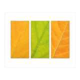 Autumn Leaves (Print Only) thumbnail