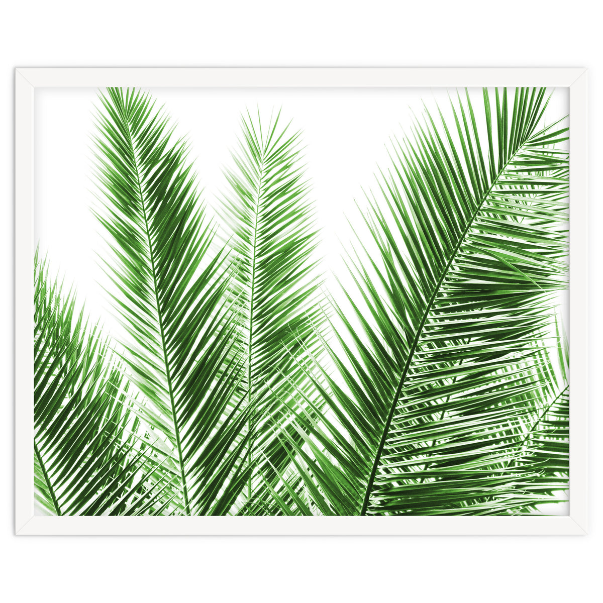 Palm Leaves
