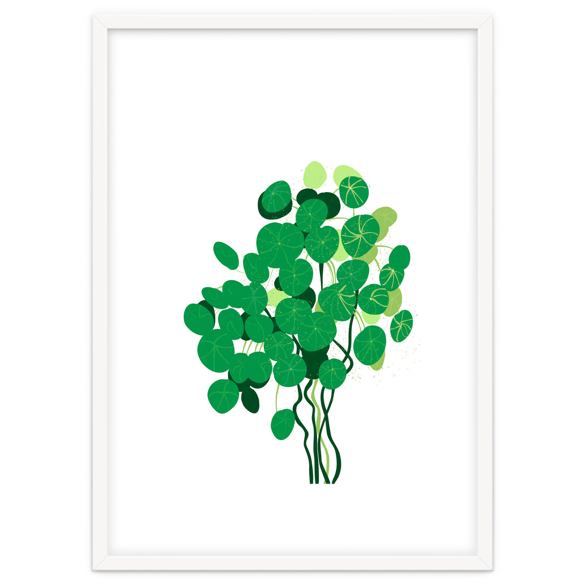 Pilea