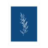 Blue Botanical II (Print Only) thumbnail