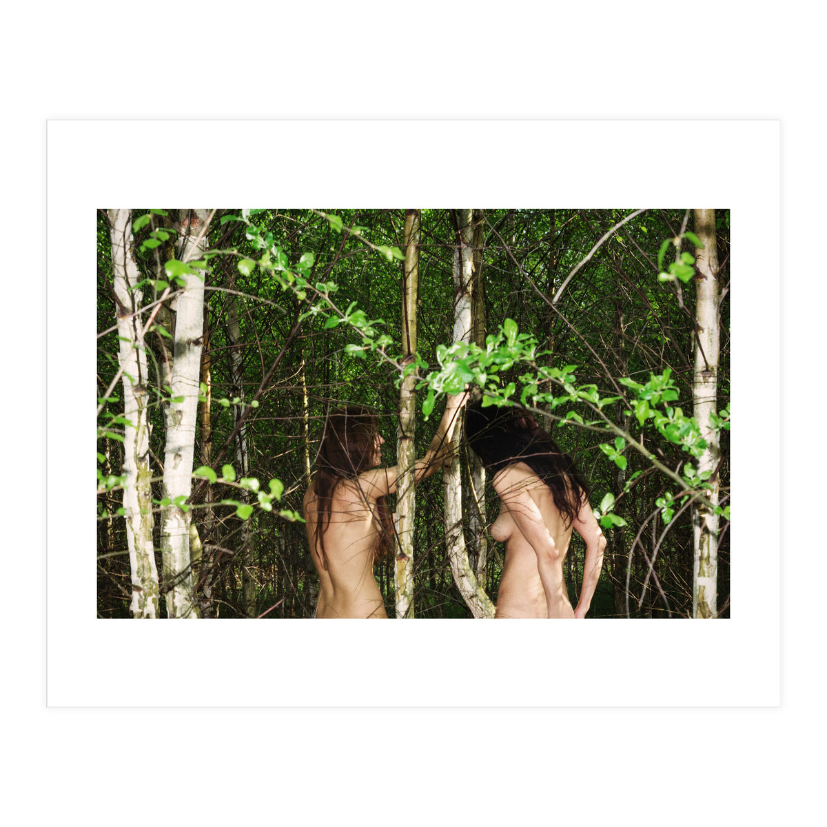 Birches (Print Only)