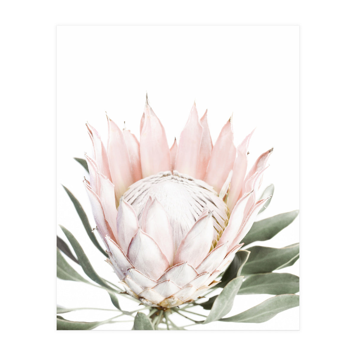 Blush Protea Flower (Print Only)